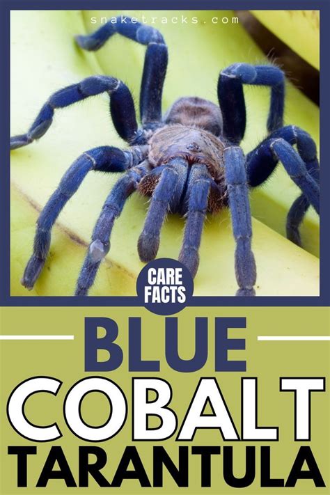 Cobalt Blue Tarantula Care Facts ( Experience Level, Family, Scientific ...