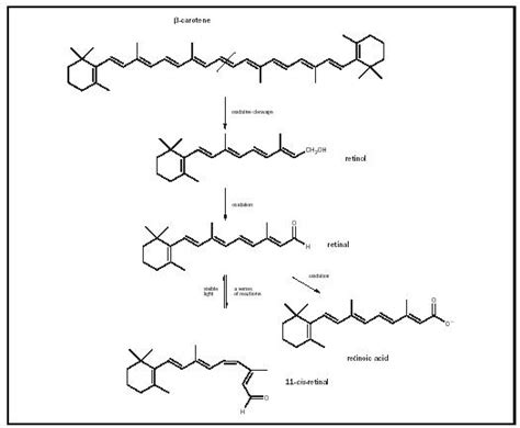 Retinol - Chemistry Encyclopedia - structure, examples, number, molecule