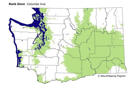 Distribution Map - Rock Dove (Columba livia)