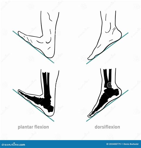 Flexion Extension Plantar Flexion Dorsiflexion Human Anatomy | Images and Photos finder