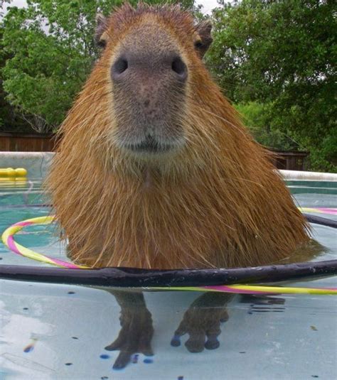 This is a capybara! (didn't know about them? I only found out about them last year, when the BF ...