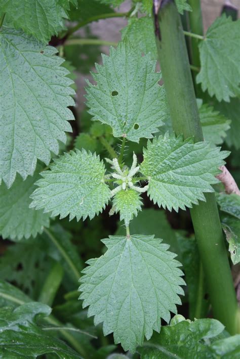 Temperate Climate Permaculture: Permaculture Plants: Stinging Nettle