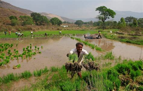 India raises local rice purchase price amid farmer protests | Reuters