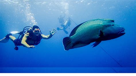 Apo Reef Natural Park – Sablayan