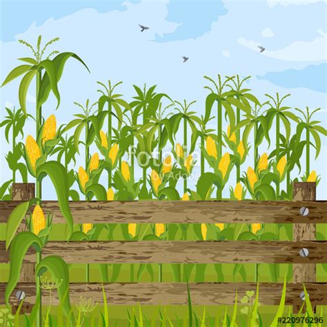 Corn Field Vector at GetDrawings | Free download