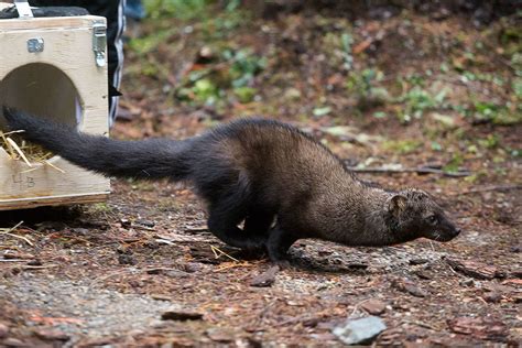 Fishers, a weasel relative, are back in the North Cascades | HeraldNet.com