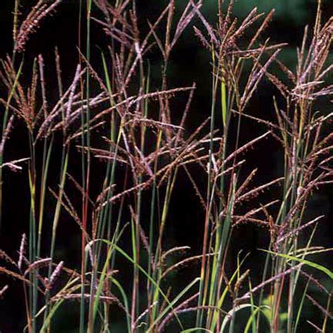 Big Bluestem Prairie - Seed Savers Exchange