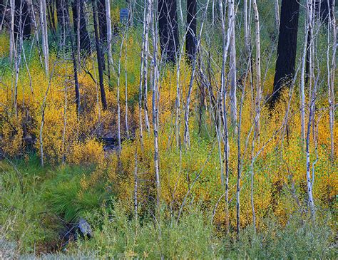 Aspen Grove Trail Recovers – California Fall Color