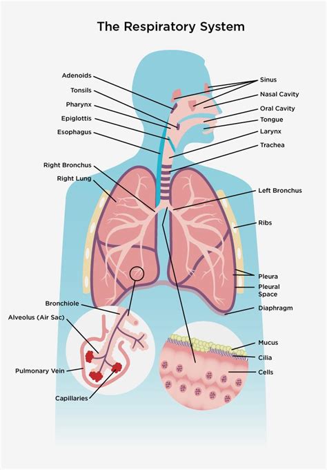 The Respiratory System | Other Quiz - Quizizz