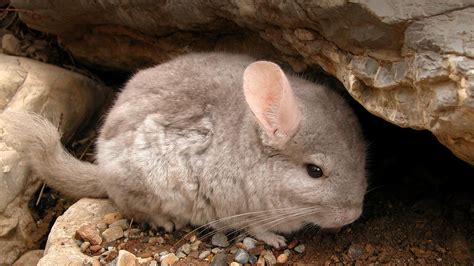 ¿Cómo cuidar una chinchilla?