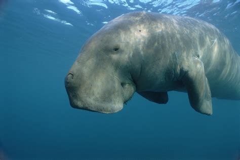 Dugong | National Geographic | 哺乳類, ジュゴン, アニマル