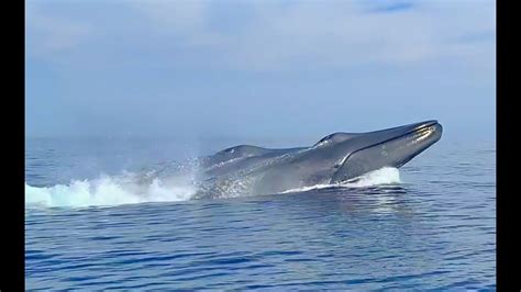 Blue Whales Double Breach - YouTube