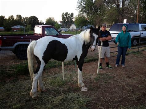 Hope and Horses: Horse Color Genetics: Tobiano