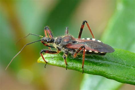 The ‘Kissing Bug Disease’ On The Rise | BlackDoctor