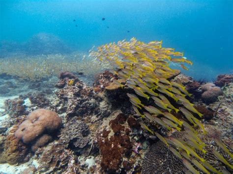 A Guide to Koh Phi Phi Diving. | The Very Hungry Mermaid