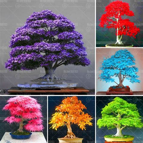 20pcs Mixed Colors Japanese Maple tree Bonsai Indoor Purple Maple Tree ...