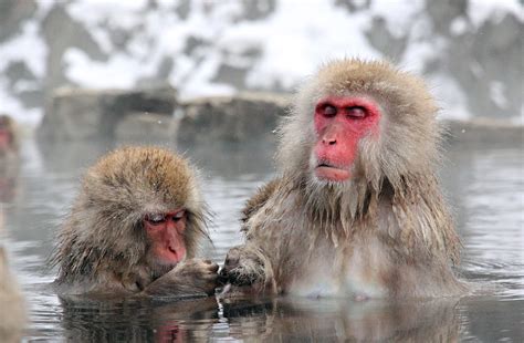 Snow Monkeys of Nozawa Onsen - Nozawa Holidays