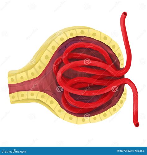 Kidney Nephron Glomerulus