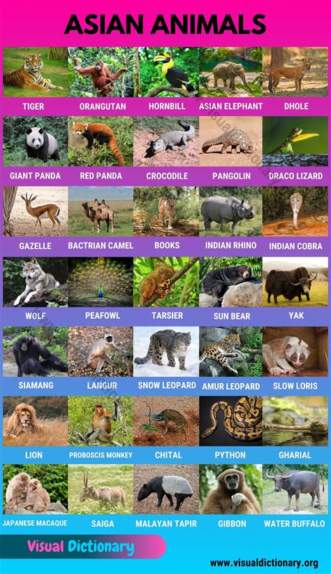 Asian Animals: Useful List of 35 Animals Found in Asia - Visual Dictionary