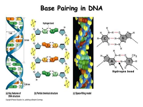 PPT - Base Pairing in DNA PowerPoint Presentation - ID:378280