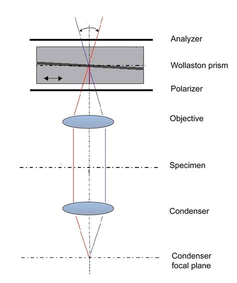 Differential Interference Contrast Microscopy (DIC) - The Canadian Nature Photographer - Robert ...