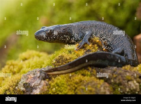 northern crested newt, Germany / (Triturus cristatus Stock Photo - Alamy