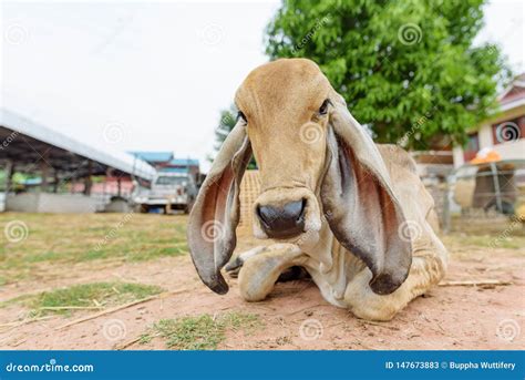 Brown Cow Lying Down on the Ground in the Farm Stock Image - Image of ...