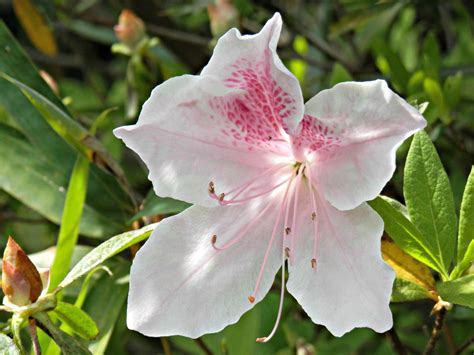 one of the azalea varieties in our garden | Flower garden, Azaleas, Garden