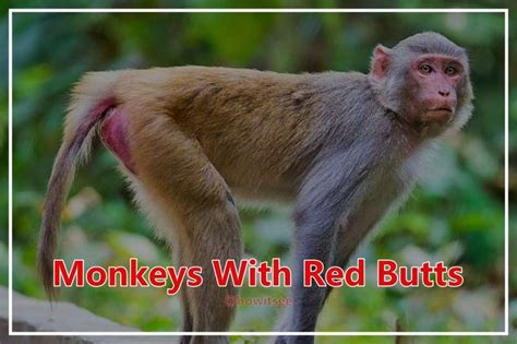 List of 10 Monkeys With Red Butts On Earth (2023)