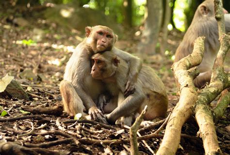 Social hormones alter monkey behavior in sex-specific ways | Spectrum | Autism Research News