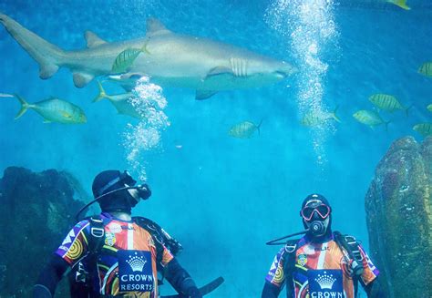 Oklahoma Aquarium Letting You Jump Into Their Shark Exhibit