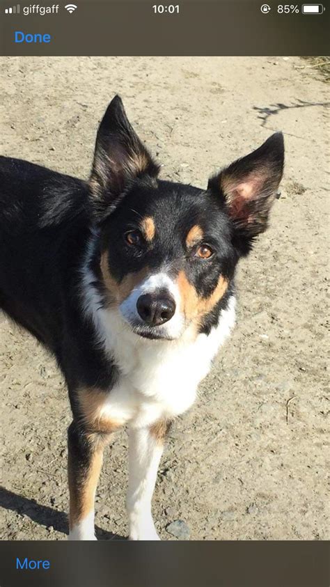 My gorgeous boy 😍 : r/BorderCollie