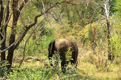 Kruger National Park. South Africa. a Wild African Elefant in the Bushland Stock Image - Image ...