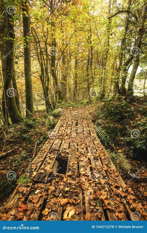 Wooden bridge at sunset stock photo. Image of colors - 164212278