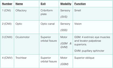 Cranial Nerves Guide