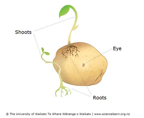 Plant Reproduction Diagram