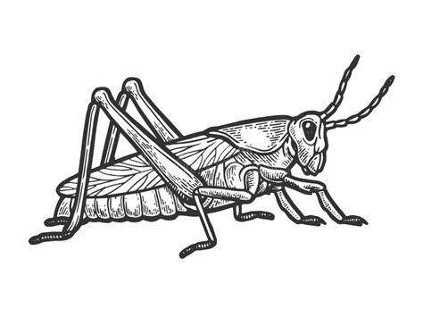 Locust Stock Illustrations – 3,638 Locust Stock Illustrations, Vectors ...