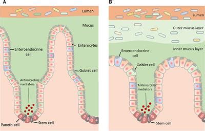 Frontiers | The Role of the Gastrointestinal Mucus System in Intestinal ...
