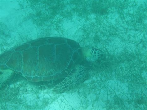 Toodles: Tobago Cays Turtle Sanctuary