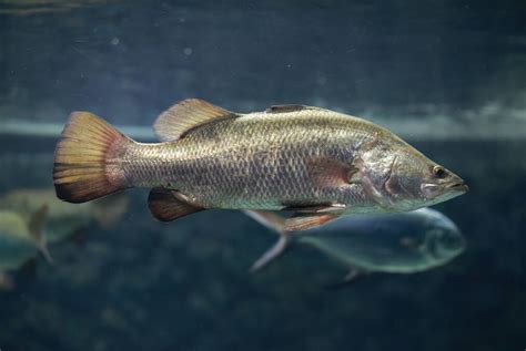 Silver Perch a better choice for farm dams | The Land | NSW