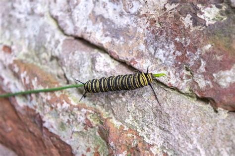 Caterpillar of a Monarch Butterfly Stock Image - Image of veined ...