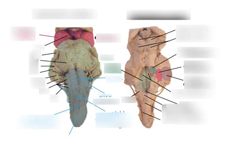 brainstem - dorsal + ventral Diagram | Quizlet