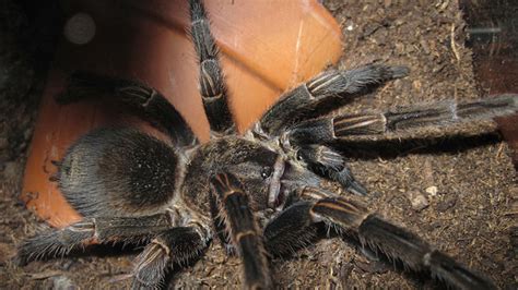 Tarantula Venom Tapped for New Kind of Painkiller | Mental Floss