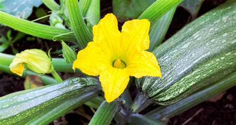 How to Grow Zucchini and Summer Squash - Farmers' Almanac - Plan Your Day. Grow Your Life.