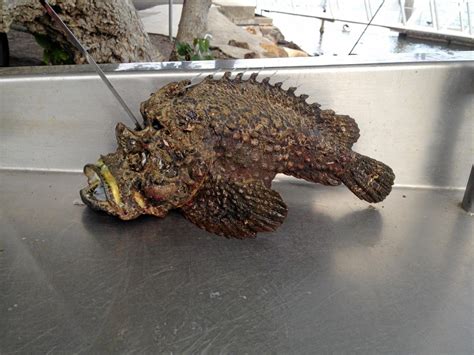 Most venomous fish in world found near shore | Sunshine Coast Daily