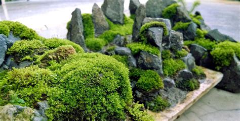 How to grow Moss | How to get mosses in the garden? - Naturebring