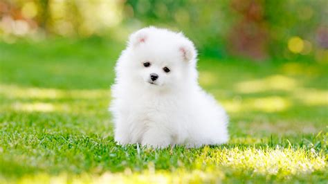 Cute White Puppy Dog Is Standing On Green Grass In Blur Bokeh ...