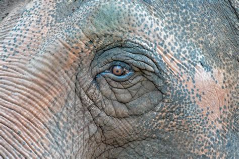 old elephant eye detail macro 12221390 Stock Photo at Vecteezy