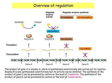 PPT - Mic 428 - Lecture# 11 Regulation of Gene Expression PowerPoint ...