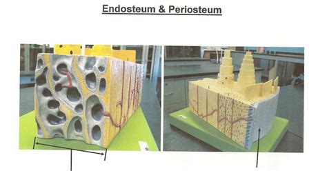 ANATOMY & PHYSIOLOGY I BIS 240: Endosteum and Periosteum